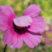 Цветы, как бабочки, и их недолгий век. :: Татьяна Помогалова