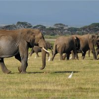 По дорогам Амбосели :: Ирина С