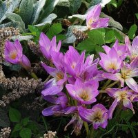 Безвременник осенний :: Рита Симонова