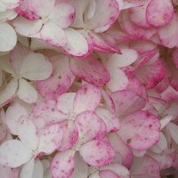 Гортензия :: Freddy 97