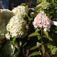 гортензия :: СЕРГЕЙ ФИЛОЧКИН