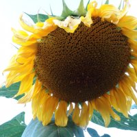 Подсолнечник :: СЕРГЕЙ ФИЛОЧКИН