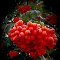 Рябина :: Nora Nowhere