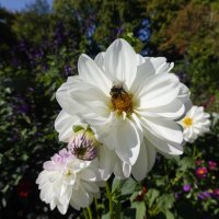 Блаженства - видеть этот чудный мир... :: Галина 