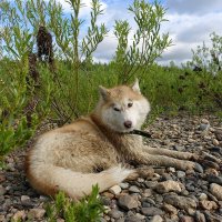 Набегалась... :: Николай Гирш Набегалась... :: Николай Гирш