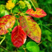 красота осени :: Ирина 