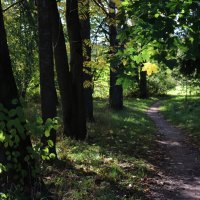 "Фонарик" над тропинкой :: Наталья Лунева 