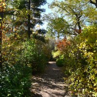 Во власти осени. :: Валерий Медведев Во власти осени. :: Валерий Медведев