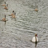 *** :: (Владимир С)