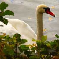 *** :: (Владимир С)