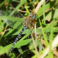 Голубоглазая :: Вячеслав Минаев