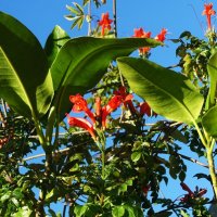 Повторное цветение Кампсиса :: Aida10 