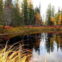 Осень Ямала :: Марина 