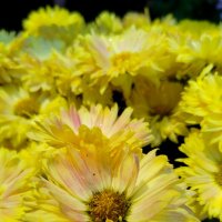 Хризантема :: светлана льдокова