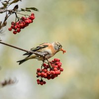 *** :: Зинаида Манушкина