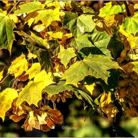 Сентябрь... :: Aquarius - Сергей Сентябрь... :: Aquarius - Сергей