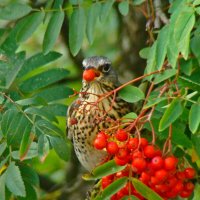 рябинник :: gawrilа - dan