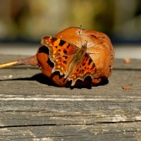 опять про бабочек 14 :: Александр Прокудин опять про бабочек 14 :: Александр Прокудин