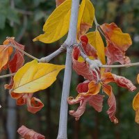 Осень хозяйничает! :: Валентина  Нефёдова 