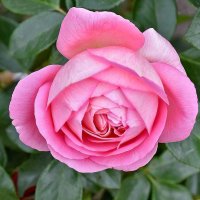 Украшение города! :: Валентина Нефёдова Украшение города! :: Валентина Нефёдова