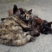 Обнимашки :: Наталья 