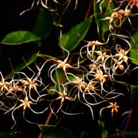 Клематис в ночи :: Роман Алексеев