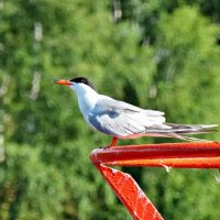 Крачка :: Валерий Судачок Крачка :: Валерий Судачок
