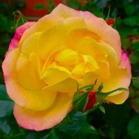 Цветёт роза в городе в конце сентября. :: Милешкин Владимир Алексеевич 