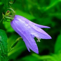 Колокольчик в городе в конце сентября. :: Милешкин Владимир Алексеевич Колокольчик в городе в конце сентября. :: Милешкин Владимир Алексеевич