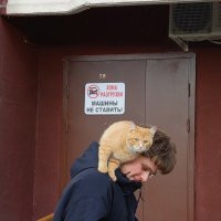 Ласковый ЧУЖОЙ кот :: Андрей Лукьянов