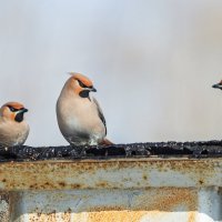 Свиристели :: Виктор Иванович Чернюк Свиристели :: Виктор Иванович Чернюк