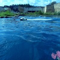 Купание белого медведя :: Veera V