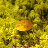 Летний день в лесу :: Сергей Кочнев