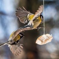 Синицы :: SanSan 