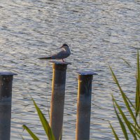 Речная крачка :: Сергей Цветков