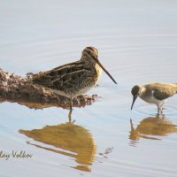 Бекас и кулик перевозчик :: Николай Волков Бекас и кулик перевозчик :: Николай Волков