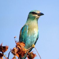 Сизоворонка :: Николай Волков Сизоворонка :: Николай Волков