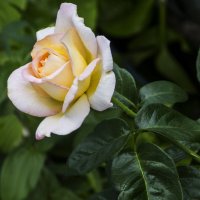 Бутон Глории Дей :: Валентин Семчишин Бутон Глории Дей :: Валентин Семчишин