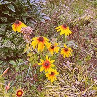 Цветы. :: Владимир Драгунский