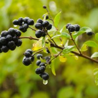 Арония черноплодная :: Александр Лычагин