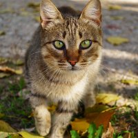 Кошка :: Александр Лычагин