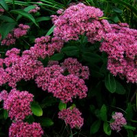 Очиток цветёт :: Людмила Смородинская Очиток цветёт :: Людмила Смородинская