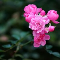 Про розы Сентября... :: Николай Саржанов