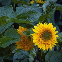 Фотозарисовка с подсолнушком :: Владимир Кроливец Фотозарисовка с подсолнушком :: Владимир Кроливец