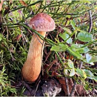 Золотистый боровичок. :: Валерия Комова