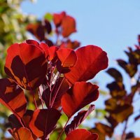 Яркие листья скумпии :: Татьяна Смоляниченко Яркие листья скумпии :: Татьяна Смоляниченко