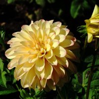 Георгина :: Рита Симонова