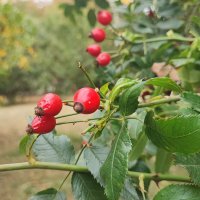 ,,, :: Сергей Тимоновский