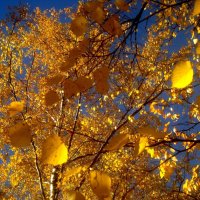 Осенний этюд :: Елена Семигина