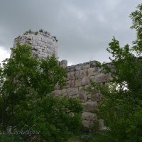 Природа Крыма :: Amazing Cosmea